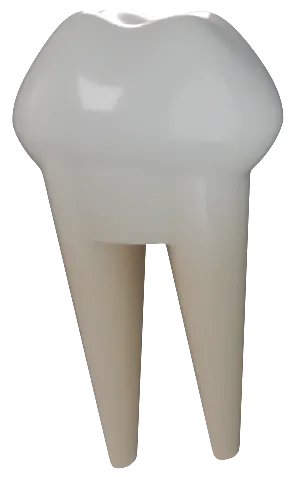 Rendered mandibular second molar with two roots