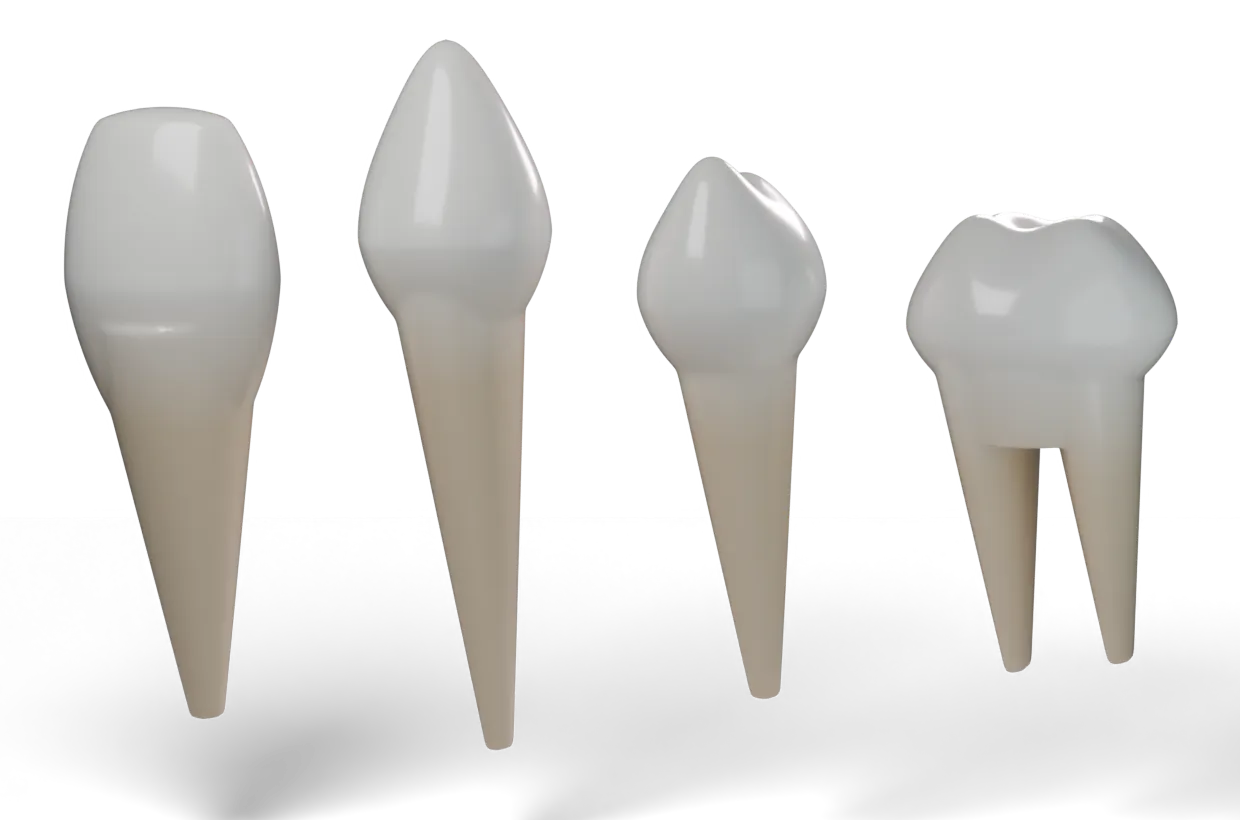 Rendered maxillary central incisor, maxillary canine, mandibular second premolar and two-rooted mandibular second molar in a row, facial view